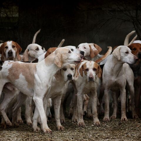 Perros