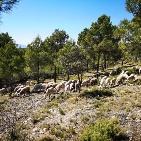 Herbívoros comiendo en un bosque 