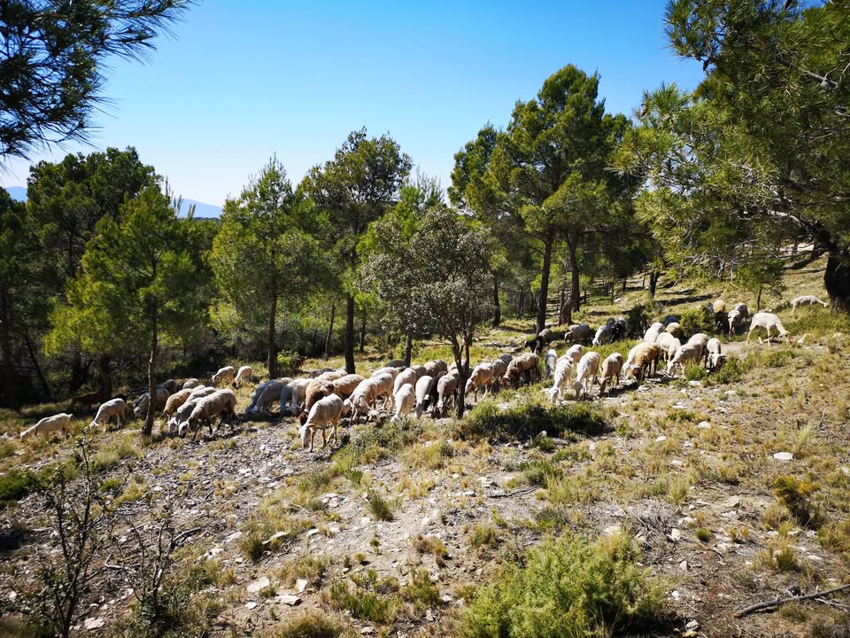 ¡Jaume Mateos y rebosqueando!